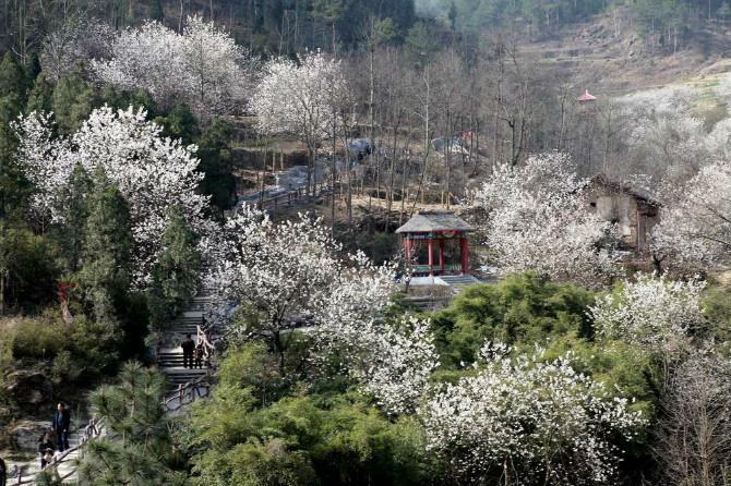 郧西天河樱花谷风景区